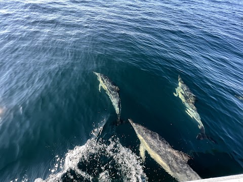 Whale Watch West Cork