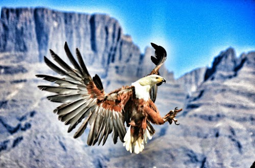 Falcon Ridge - Bird Of Prey Center