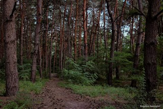 Богдан Самойлов, профессиональный фотограф