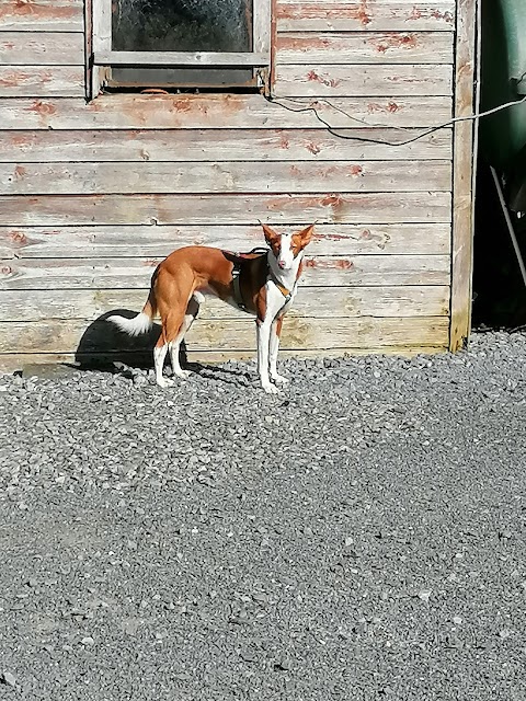 Village Veterinary Hospital Kilkenny