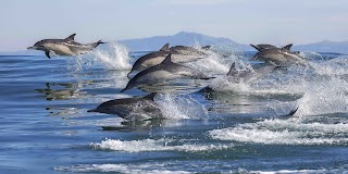 Bay Explorer - Dolphin and Wildlife Cruises