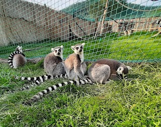 Zoo Łączna ( Świat Lemurów)