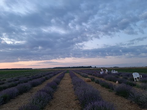 Лавандове поле