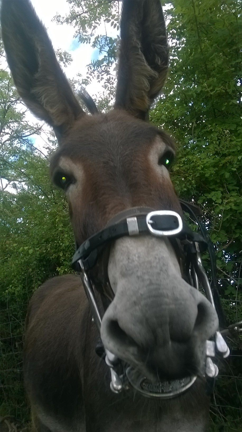 Sycamore Equine Dentistry