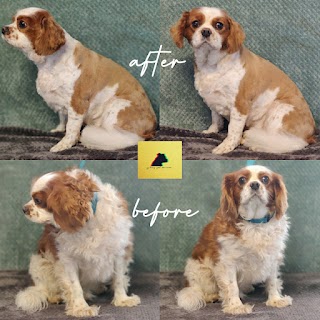 Dog Grooming- Galway Pet Services