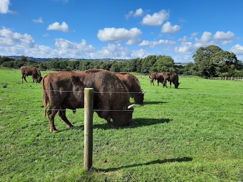 Fota Wildlife Car Park