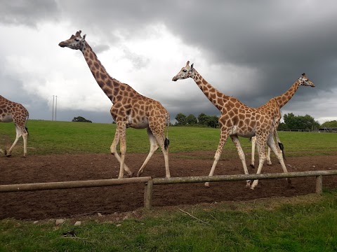 Fota Wildlife Car Park