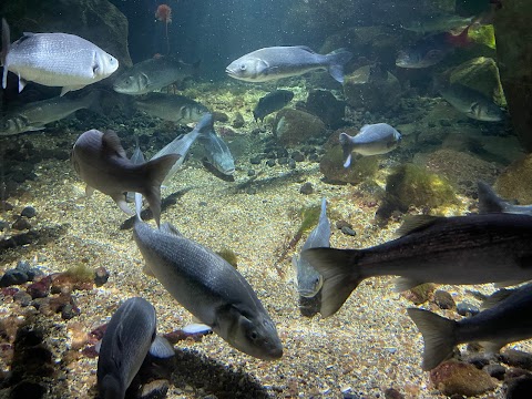 Galway Atlantaquaria, National Aquarium of Ireland