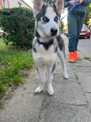 Wolfdog-pet groomer