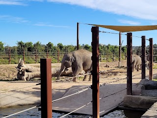 Elephant - Sydney Zoo
