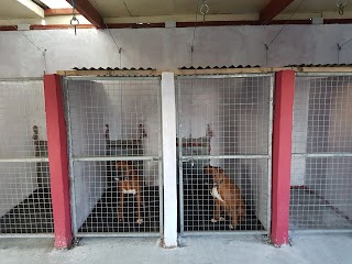 Little and large dog boarding kennels