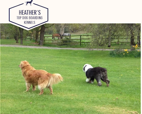 Heather's Top Dog Boarding Waterford