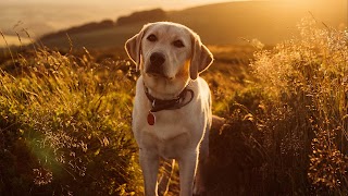 Camp Bow Wow Canberra