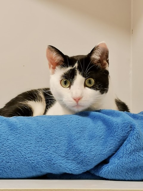 Cosy Cats Cattery, Cork