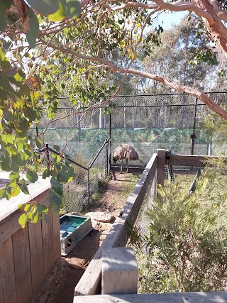 Emu - Sydney Zoo
