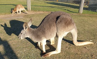 Hunter Valley Wildlife Park