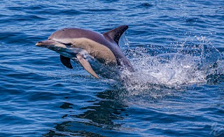 Auckland Whale & Dolphin Safari