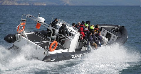 Blasket Island Sea Life Tours