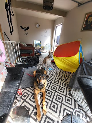 The Hound Hotel - Boutique Dog Hotel