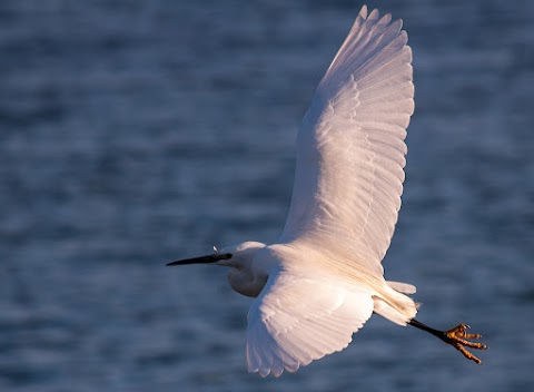 Ireland's Wildlife