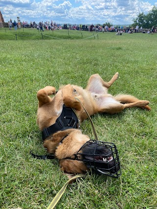 Good Boy Warsaw Dog School - Behawiorysta, Trener psów, Szkolenie psów