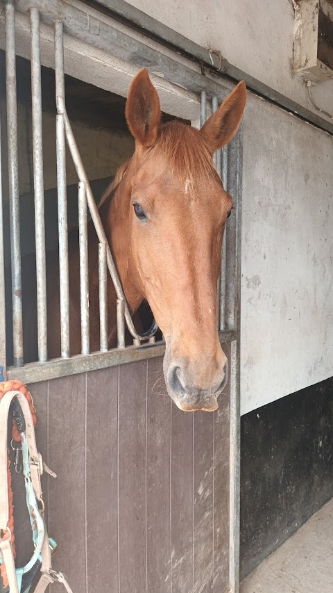 Ballyleigh riding school