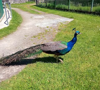 Stonehall Visitor Farm