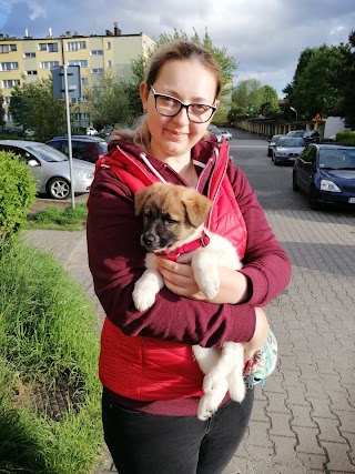 Petsitter, opieka nad zwierzętami, wyprowadzanie psów