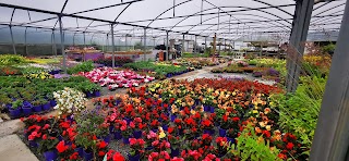 Hennessy Nurseries