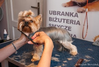 DOGGIE.pl strzyżenie psów - fryzjer, stylizacja, pielęgnacja psów - Groomer Studio