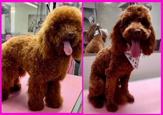 Shaggy Chic Dog Grooming