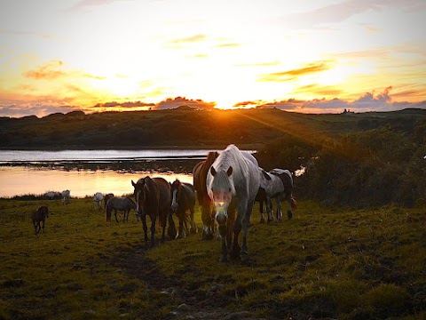 Island View Riding Stables