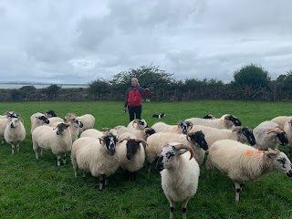 West Kerry sheep dog demonstrations