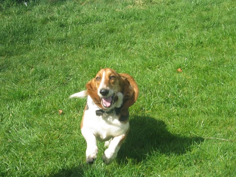 Jenkinstown Boarding Kennels