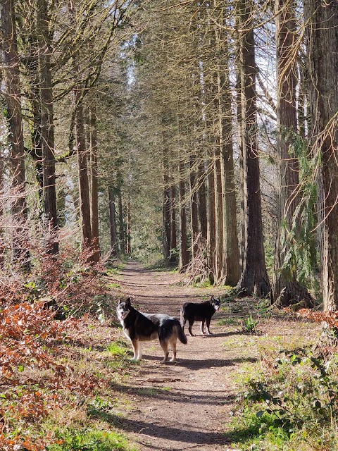 Knockadrina Wood