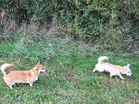 Portumna Vet Clinic