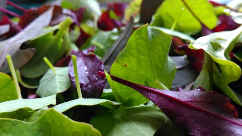 Annie's Organic Farm