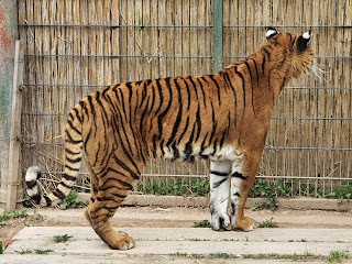 Zoo Łączna ( Świat Lemurów)