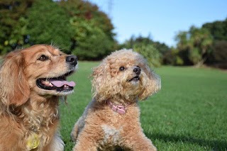 Pets In The City