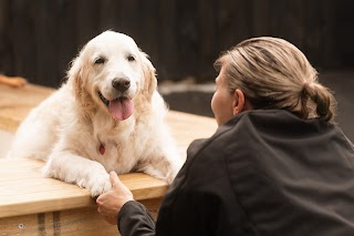 Pets In The City