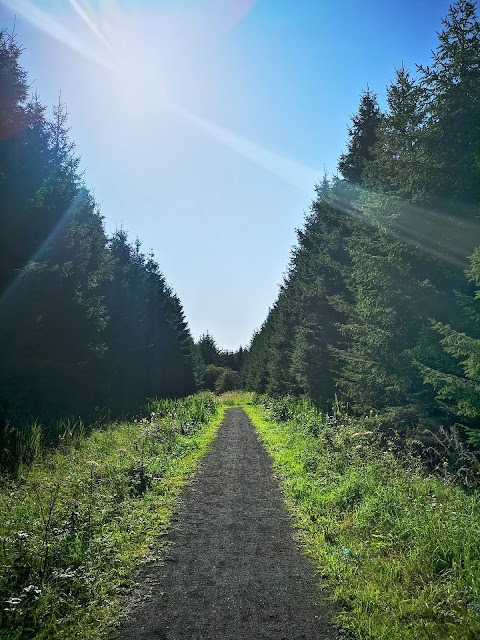 Forest Trail - Tubbercurry