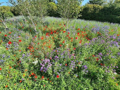 Connecting to Nature (Blooming Native Wildflowers)