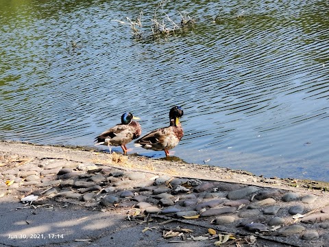 The Atlantic Pond