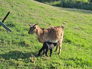 Kellyville Goat Emporium