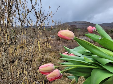 The Burren Flower Farm