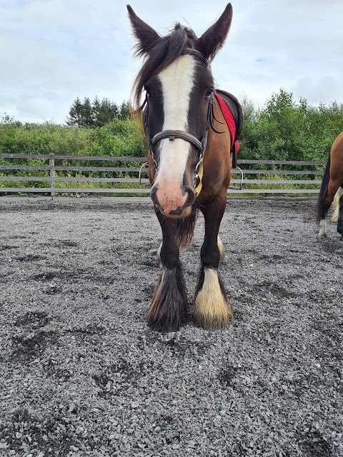 Bantry Bay Pony Trekking