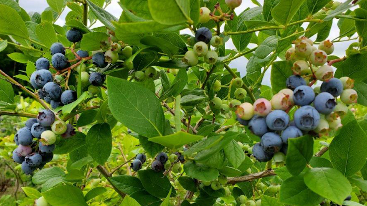 Buell's Orchard, Eastford, CT