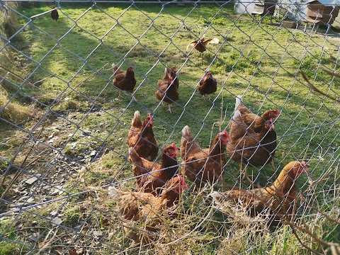 Farmyard Lane Glamping