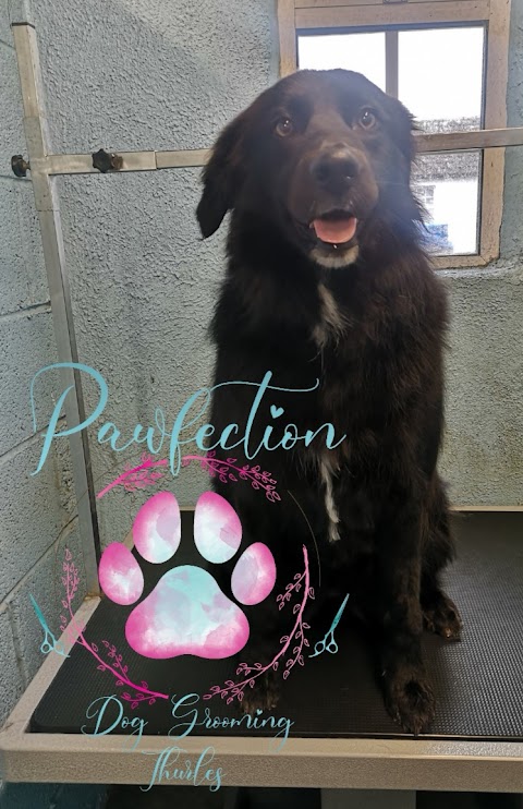 Pawfection Dog Grooming Thurles