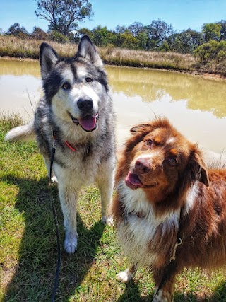 Camp Bow Wow Canberra